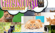 img Crazy Kitty 3D